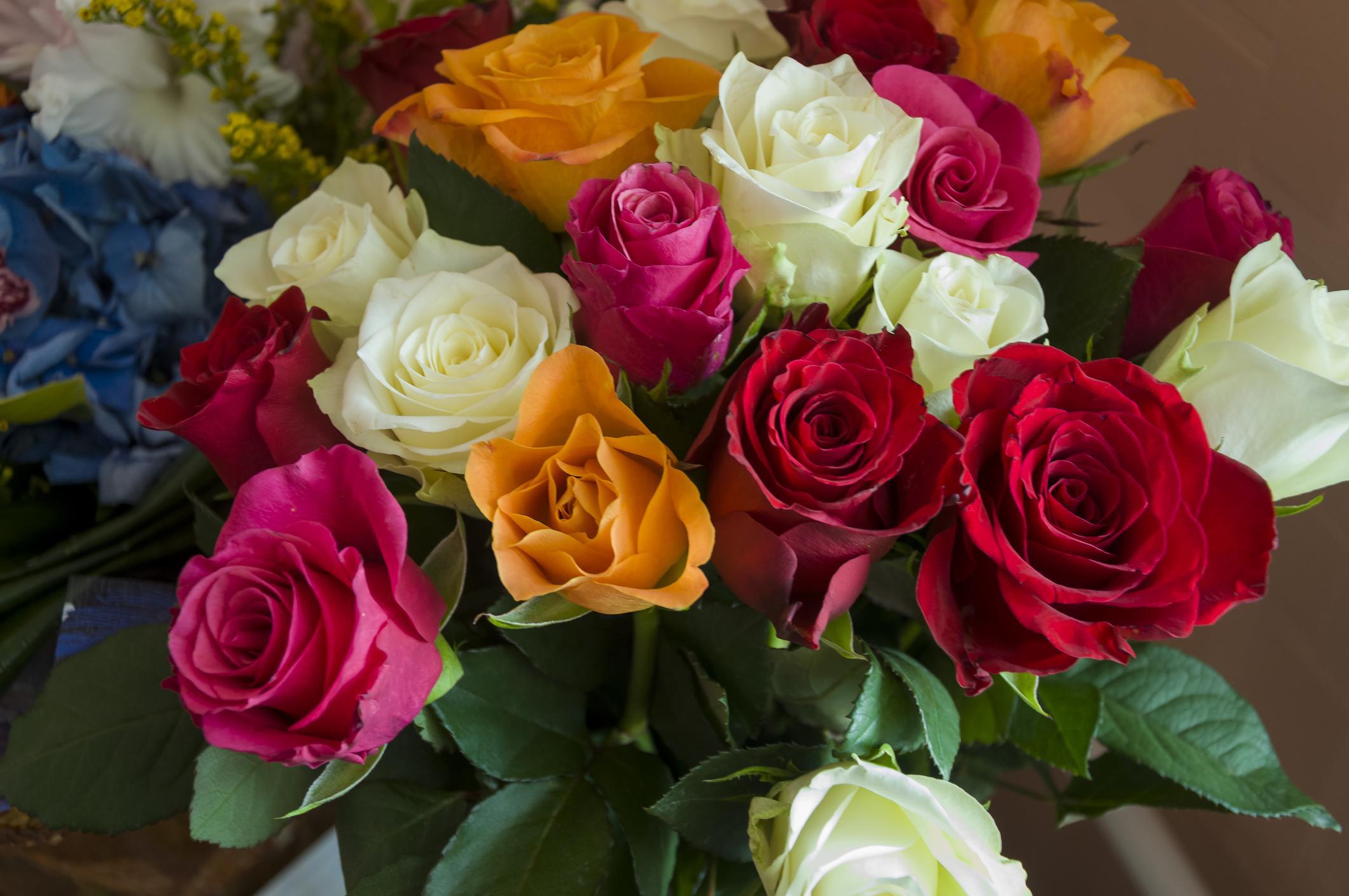 Fotografía de una rosas